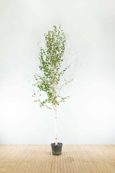 Witte himalayaberk Betula utilis 'Doorenbos' Hoogstam stamomtrek 10-12 P Betula utilis 'Doorenbos' hoogstam 10/12