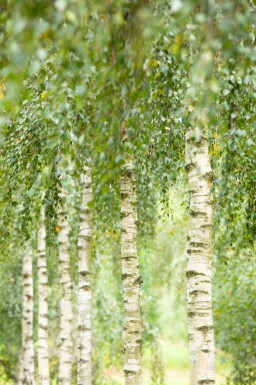 Betula utilis 'Doorenbos' hoogstam 10/12