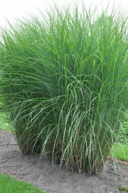 Prachtriet Miscanthus sinensis 'Gracillimus' 5-10 Pot P9 Miscanthus sinensis 'Gracillimus'