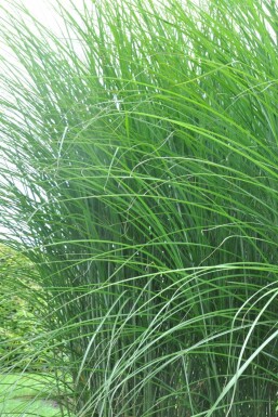 Prachtriet Miscanthus sinensis 'Gracillimus' 5-10 Pot P9 Miscanthus sinensis 'Gracillimus'
