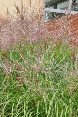 Prachtriet Miscanthus sinensis 'Kleine Silberspinne' 10-15 Pot P11