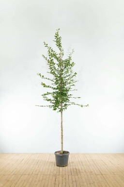 Haagbeuk Carpinus betulus Hoogstam Carpinus betulus hoogstam