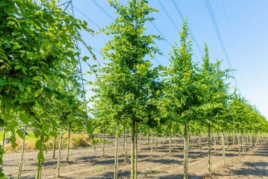 Carpinus betulus hoogstam 8/10