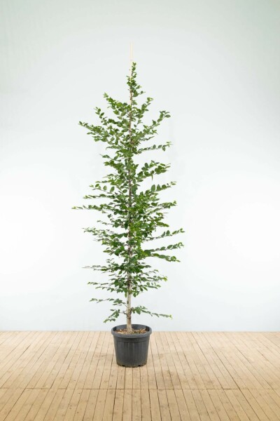 Carpinus betulus beveerd 10/12