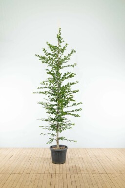 Haagbeuk Carpinus betulus Beveerd Carpinus betulus beveerd