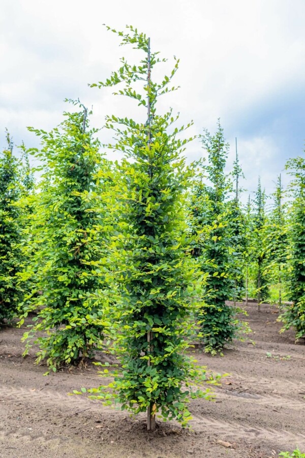 Haagbeuk Carpinus betulus Beveerd stamomtrek 18-20 P Carpinus betulus beveerd 18/20