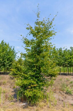 Haagbeuk Carpinus betulus Beveerd stamomtrek 18-20 P Carpinus betulus beveerd 18/20