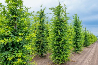 Carpinus betulus beveerd 10/12