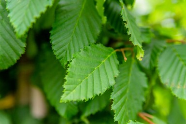 Haagbeuk Carpinus betulus Beveerd stamomtrek 18-20 P Carpinus betulus beveerd 18/20