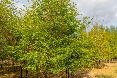 Haagbeuk Carpinus betulus Meerstammig Carpinus betulus meerstammig