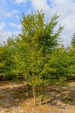 Carpinus betulus meerstammig