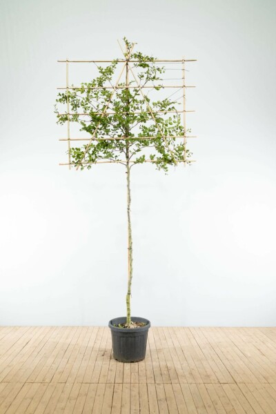 Carpinus betulus leiboom 14/16 190cm stam 150b x 120h