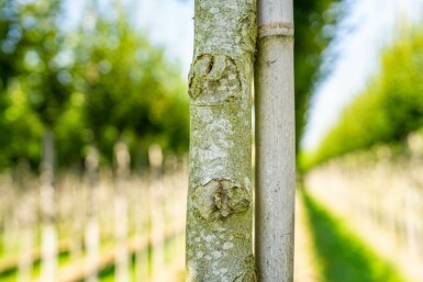 Zuilvormige haagbeuk Carpinus betulus 'Fastigiata' Hoogstam stamomtrek 10-12 P Carpinus betulus 'Fastigiata' hoogstam 10/12