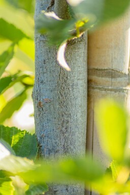 Carpinus betulus 'Fastigiata' hoogstam 10/12