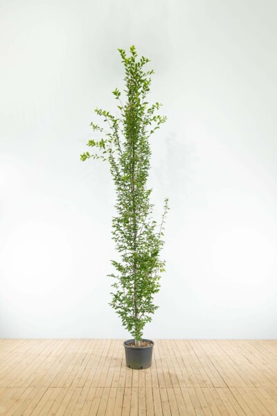 Zuilvormige haagbeuk Carpinus betulus 'Fastigiata' Beveerd stamomtrek 4-6 P Carpinus betulus 'Fastigiata' beveerd 4-6