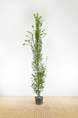 Zuilvormige haagbeuk Carpinus betulus 'Fastigiata' Beveerd Carpinus betulus 'Fastigiata' beveerd