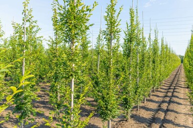 Zuilvormige haagbeuk Carpinus betulus 'Fastigiata' Beveerd stamomtrek 4-6 P Carpinus betulus 'Fastigiata' beveerd 4-6