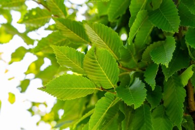Carpinus betulus 'Frans Fontaine' hoogstam
