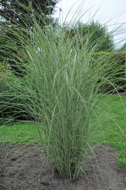 Chinees riet Miscanthus sinensis 'Morning Light' 5-10 Pot P9 Miscanthus sinensis 'Morning Light'