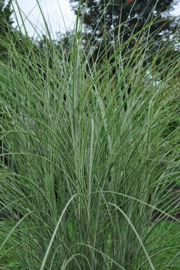 Chinees riet Miscanthus sinensis 'Morning Light' 5-10 Pot P9 Miscanthus sinensis 'Morning Light'