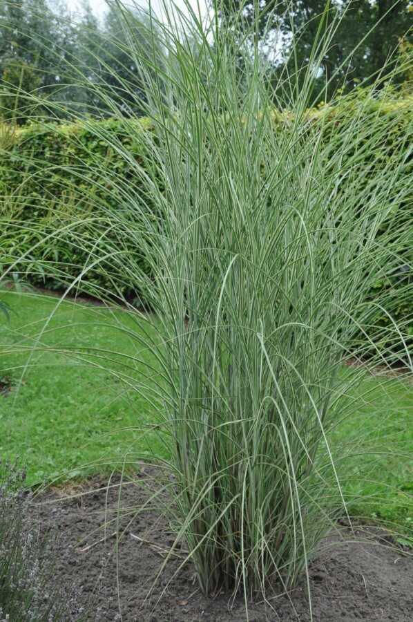 Chinees riet Miscanthus sinensis 'Morning Light' 5-10 Pot P9 Miscanthus sinensis 'Morning Light'