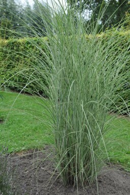 Chinees riet Miscanthus sinensis 'Morning Light' 5-10 Pot P9 Miscanthus sinensis 'Morning Light'