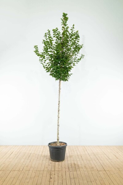 Carpinus betulus 'Lucas' hoogstam 8/10