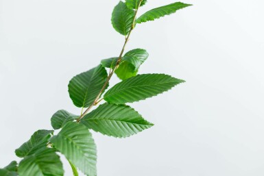 Carpinus betulus 'Lucas' hoogstam 8/10