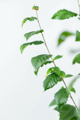 Carpinus betulus 'Lucas' hoogstam 8/10