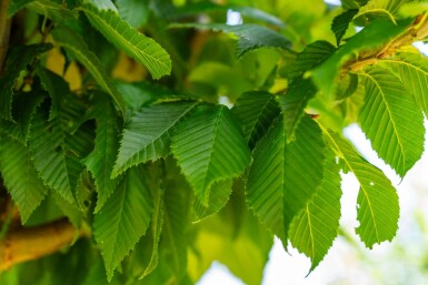 Carpinus betulus 'Lucas' hoogstam 8/10