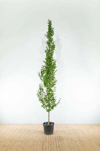 Carpinus betulus 'Lucas' beveerd 10/12