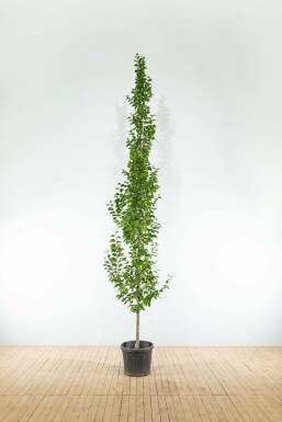 Haagbeuk Carpinus betulus 'Lucas' Beveerd Carpinus betulus 'Lucas' beveerd