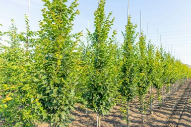 Carpinus betulus 'Lucas' beveerd 10/12
