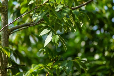 Pecannoot Carya illinoinensis Hoogstam stamomtrek 12-14 P Carya illinoinensis hoogstam 12/14
