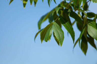Carya illinoinensis hoogstam 12/14