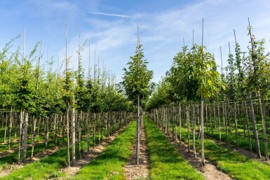 Castanea sativa hoogstam 4/6 (spil)