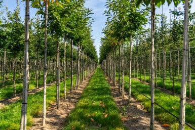 Castanea sativa hoogstam 4/6 (spil)