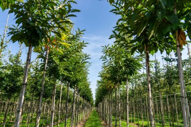 Castanea sativa hoogstam 4/6 (spil)