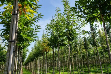 Castanea sativa hoogstam 4/6 (spil)