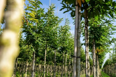 Castanea sativa hoogstam 4/6 (spil)