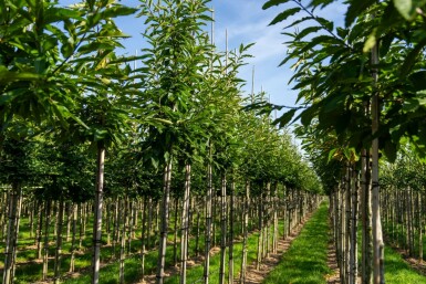 Castanea sativa hoogstam 4/6 (spil)