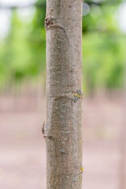 Castanea sativa hoogstam 4/6 (spil)