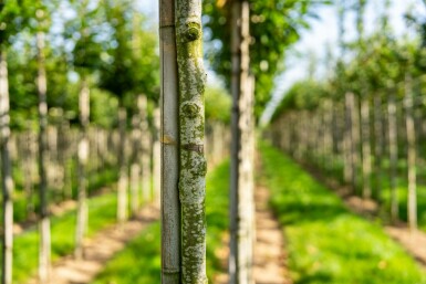 Castanea sativa hoogstam 4/6 (spil)