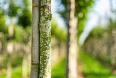 Castanea sativa hoogstam 4/6 (spil)