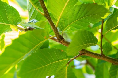 Castanea sativa hoogstam 4/6 (spil)