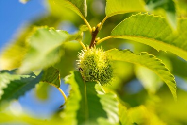 Castanea sativa hoogstam 4/6 (spil)