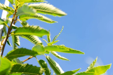 Castanea sativa hoogstam 4/6 (spil)