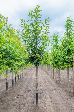 Castanea sativa hoogstam 4/6 (spil)