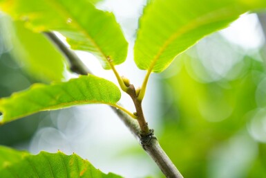 Castanea sativa meerstammig 200-250