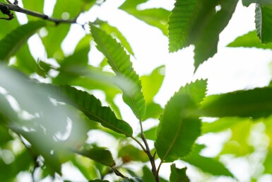 Castanea sativa meerstammig 200-250